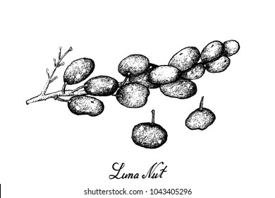 Tropical Fruits, Illustration of Hand Drawn Sketch Luna Nut or Lepisanthes Fruticosa. A Tropical Fruit in Southeast Asia Isolated on A White Background.