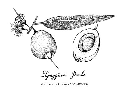 Tropical Fruits, Illustration Hand Drawn Sketch of Mountain Apple, Malabar Plum, Water Rose Apple or Syzygium Jambos Fruits Isolated on White Background.
