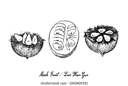 Tropical Fruits, Illustration of Hand Drawn Sketch Monk Fruit, Luo Han Guo or Siraitia Grosvenorii Isolated on White Background.