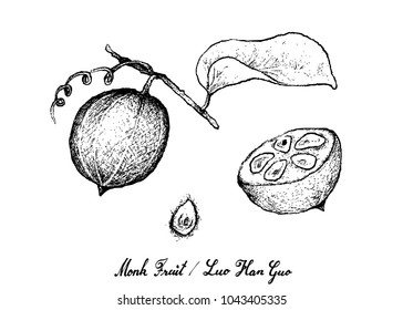 Tropical Fruits, Illustration of Hand Drawn Sketch Monk Fruit, Luo Han Guo or Siraitia Grosvenorii Isolated on White Background.