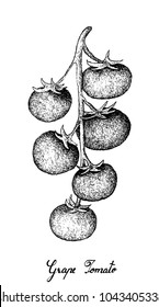 Tropical Fruits, Illustration of Hand Drawn Sketch Bunch of Ripe Grape Tomato Isolated on A White Background.
