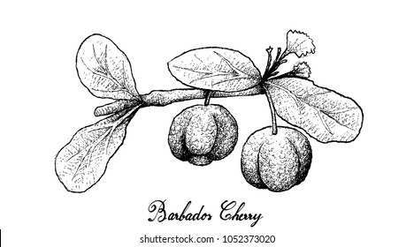 Tropical Fruits, Illustration of Hand Drawn Sketch Barbados Cherry or Malpighia Emarginata Fruits Isolated on White Background.