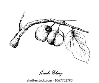 Tropical Fruits, Illustration of Hand Drawn Sketch Acerola Cherries or Malpighia Emarginata Fruits Isolated on White Background. High in Vitamin C and Anti Aging Properties.
