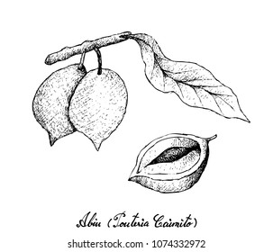 Tropical Fruits, Illustration Hand Drawn Sketch of Abiu or Pouteria Caimito Fruits Isolated on A White Background. High in Vitamin C With Essential Nutrient for Life.
