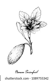 Tropical Fruits, Illustration Hand Drawn Sketch of Banana Passionfruit or Passiflora Mollissima Fruits Isolated on A White Background. High in Vitamin C and A With Essential Nutrient for Life.