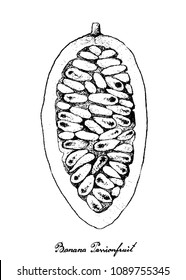 Tropical Fruits, Illustration Hand Drawn Sketch of Banana Passionfruit or Passiflora Mollissima Fruits Isolated on A White Background. High in Vitamin C and A With Essential Nutrient for Life.