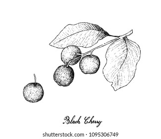 Tropical Fruits, Illustration of Hand Drawn Sketch Fresh Sweet Black Cherries or Prunus Serotina Fruits With Stem Leaves Hanging on Tree Branch Isolated on White Background. High in Vitamin A and B. 