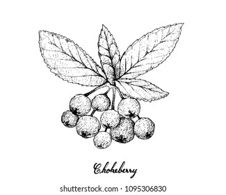 Tropical Fruits, Illustration of Hand Drawn Sketch Bunch of Fresh Aronia or Chokecherries Hanging on Tree Branch Isolated on White Background. High in Vitamin A and C with Essential Nutrient for Life.