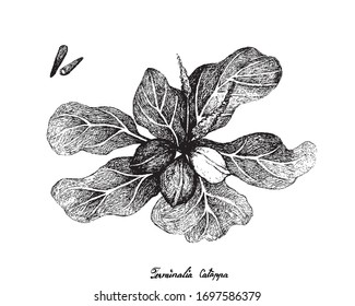 Tropical Fruits, Illustration of Hand Drawn Sketch Terminalia Catappa or Country Almond Fruits with Seed Isolated on White Background.