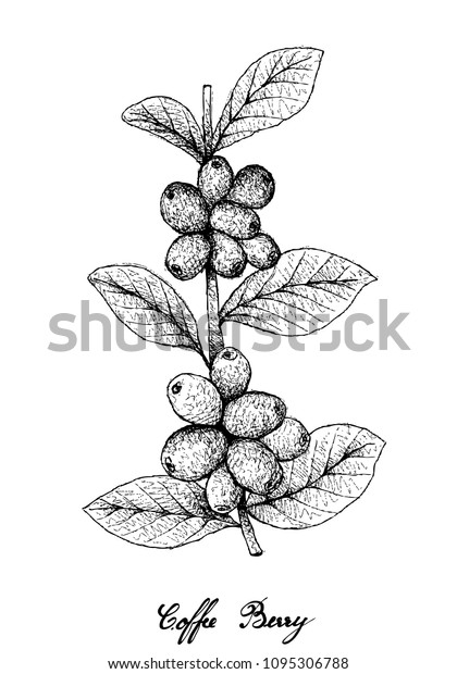 Tropical Fruits Illustration Hand Drawn Sketch Stock Vector