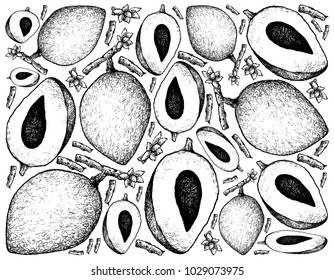 Tropical Fruits, Illustration Wallpaper Background of Hand Drawn Sketch Mamey Sapote or Pouteria Sapota Fruit.