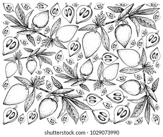 Tropical Fruits, Illustration Wallpaper Background of Hand Drawn Sketch Fresh Canistel, Sapote, Eggfruit or Pouteria Campechiana Fruits.