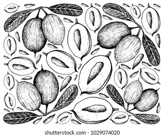 Tropical Fruits, Illustration Wallpaper Background of Hand Drawn Sketch Fresh Karanda or Carissa Carandas Fruits.