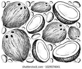 Tropical Fruits, Illustration Wallpaper Background of Hand Drawn Sketch Coconut or Ocos Nucifera Fruits.