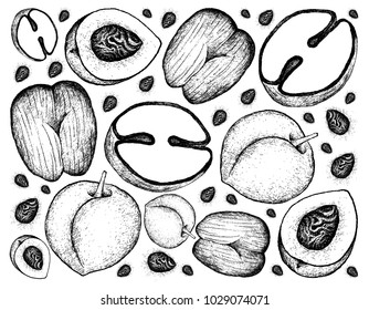 Tropical Fruits, Illustration Wallpaper Background of Hand Drawn Sketch Peach, Nectarine or Runus Persica and Coco de Mer or Double Coconut Fruits.
