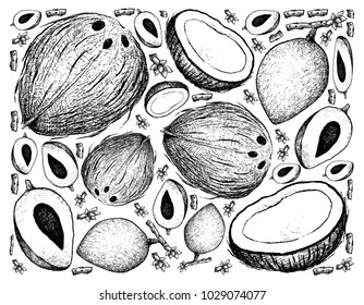 Tropical Fruits, Illustration Wallpaper Background of Hand Drawn Sketch Mamey Sapote or Pouteria Sapota Fruits.
