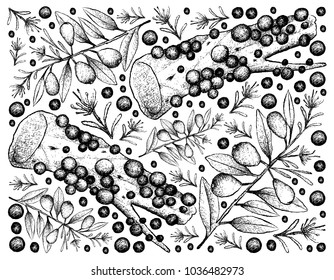 Tropical Fruits, Illustration Wallpaper Background of Hand Drawn Sketch Australian Beach Cherry or Eugenia Reinwardtiana and Jabuticaba, Brazilian Grape Tree Fruits.

