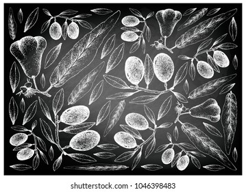 Tropical Fruits, Illustration Wallpaper Background of Hand Drawn Sketch of Java Rose Apple, Bell Fruit, Water Apple or Wax Jambu and Olive or Olea Europaea Fruits on Black Chalkboard.