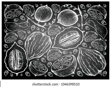 Tropical Fruits, Illustration Wallpaper Background of Hand Drawn Sketch Monk Fruit, Luo Han Guo or Siraitia Grosvenorii and Etrog on Black Chalkboard.
