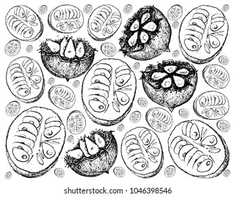 Tropical Fruits, Illustration Wallpaper Background of Hand Drawn Sketch Monk Fruit, Luo Han Guo or Siraitia Grosvenorii.