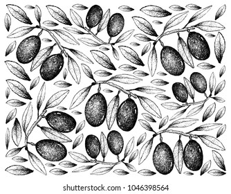 Tropical Fruits, Illustration Wallpaper Background of Hand Drawn Sketch Olive or Olea Europaea Fruits.