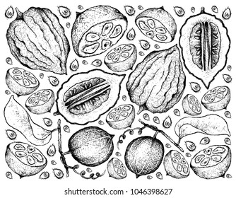 Tropical Fruits, Illustration Wallpaper Background of Hand Drawn Sketch Monk Fruit, Luo Han Guo or Siraitia Grosvenorii and Etrog.
