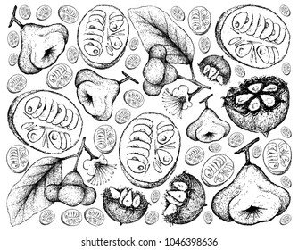 Tropical Fruits, Illustration Wallpaper Background of Hand Drawn Sketch Monk Fruit or Luo Han Guo and Watery Rose Apple or Bell Frui.
