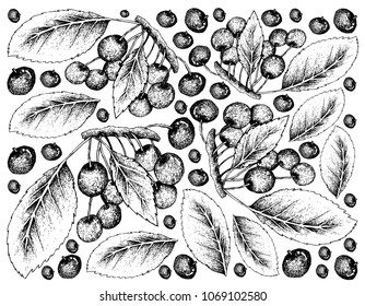 Tropical Fruits, Illustration Wallpaper Background of Hand Drawn Sketch Fresh Red and Sweet Cherries. High in Vitamin A and B. 