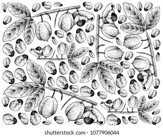 Tropical Fruits, Illustration Wallpaper Background of Hand Drawn Sketch of Ackee or Blighia Sapida Fruits. High in Vitamin A and C With Essential Nutrient for Life.

