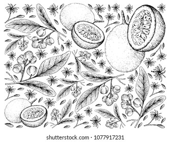 Tropical Fruits, Illustration Wallpaper Background of Hand Drawn Sketch of Acronychia Pedunculata and Passion Fruit or Passiflora Edulis.
