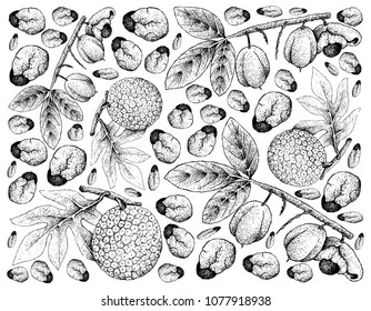 Tropical Fruits, Illustration Wallpaper Background of Hand Drawn Sketch of Ackee or Blighia Sapida and Breadfruit or Artocarpus Altilis Fruits.