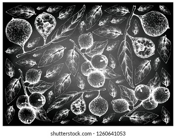 Tropical Fruits, Illustration Wallpaper Background of Hand Drawn Sketch Fresh Ivru Wood or Siphonodon Celastrineus and Lemon Guava or Psidium Littorale Fruits on Black Chalkboard.