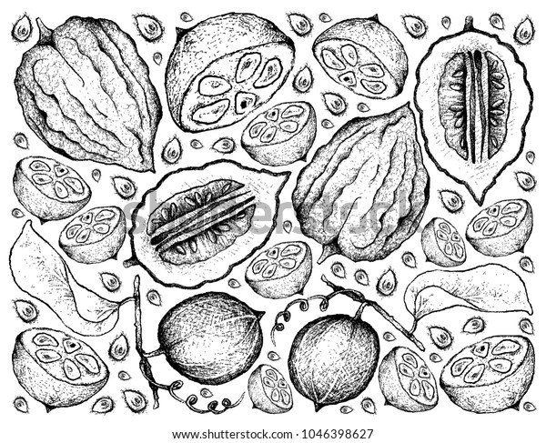 手描きのスケッチ僧フルーツ ルオ ハン グオ またはシライチア グロスベノリー エトログの熱帯の果物 イラストの壁紙背景 のベクター画像素材 ロイヤリティフリー