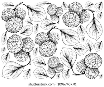 Tropical Fruits, Illustration Wallpaper of Hand Drawn Sketch Fresh Sweet Chinese Mulberries or Morus Australis Fruits Hanging on Tree Branch Isolated on White Background. 