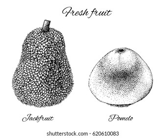 Tropical fruits jackfruit and pomelo. Vector line illustration in engraving style.