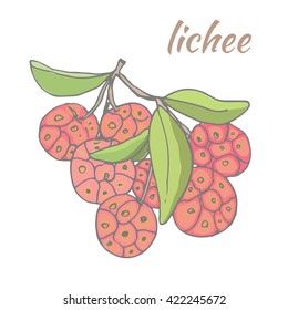 Tropical fruits. Lichee. Colorful realistic sketches of fruits. Vector illustration, isolated.