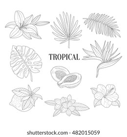 Tropical Fruits And Plants Assortment Hand Drawn Realistic Sketch