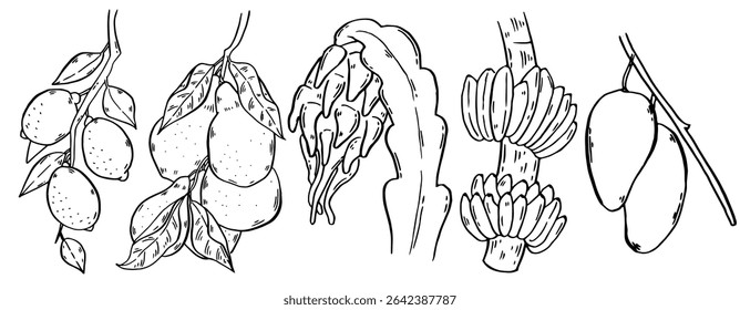 Tropical fruits set. Hand drawn collection summer food. Fresh banana, mango, dragon fruit, lemon, pear. Sketch style exotic food. Vector set