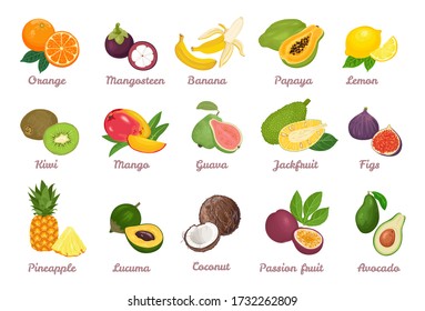 Tropical fruits set. Orange, Mangosteen, Banana, Papaya, Lemon, Kiwi, Mango, Guava, Jackfruit, Fig, Pineapple, Lucuma, Coconut, Passion fruit, Avocado isolated on white. Vector cartoon illustration.