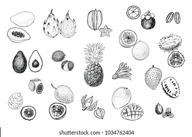 Tropical fruits vector illustrations set