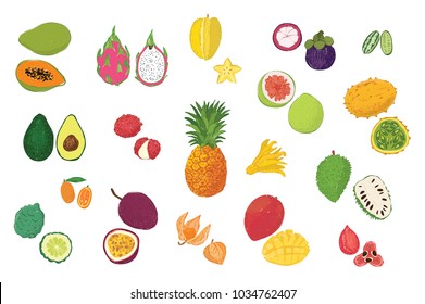 Tropical fruits vector illustrations set