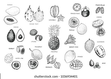 Tropical fruits vector illustrations set