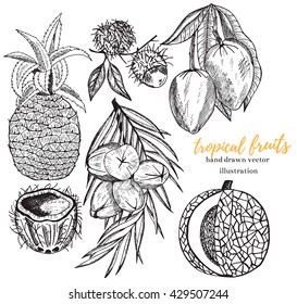 Tropical fruits.Collection of fruits including pineapple, coconut, lychee, mango, melon.Great for summer design