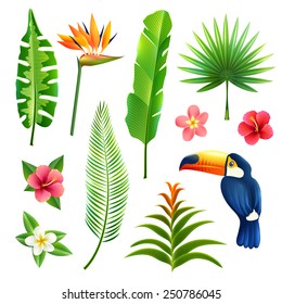 Tropical gardens  leaves and flower set with toucan bird isolated vector illustration