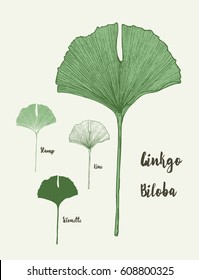 Tropische Ginkgo-Biloba-grüne Blätter. Handgezeichnete Vektorgrafik.