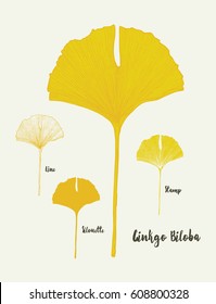 Tropical ginkgo biloba yellow leaves. Hand Drawn Vector illustration.