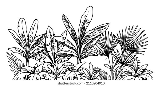 La hierba tropical y los espesores vegetales. Esbozo de dibujo manual. Esbozo de plantas exóticas. Paisaje veraniego. Aislado sobre fondo blanco. Vector.