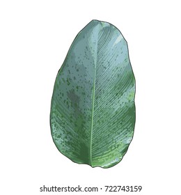 Tropical green banana leaf on white isolated background.Illustration vector eps10