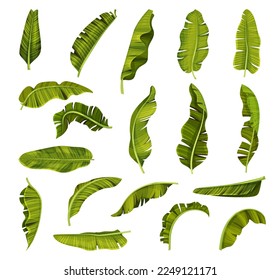 Tropical Green Banana Leaves with Stem Big Vector Set