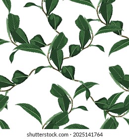 Tropical green exotic plant background. Seamless pattern. Graphic illustration. Exotic jungle plants. Summer beach floral design. Paradise nature.